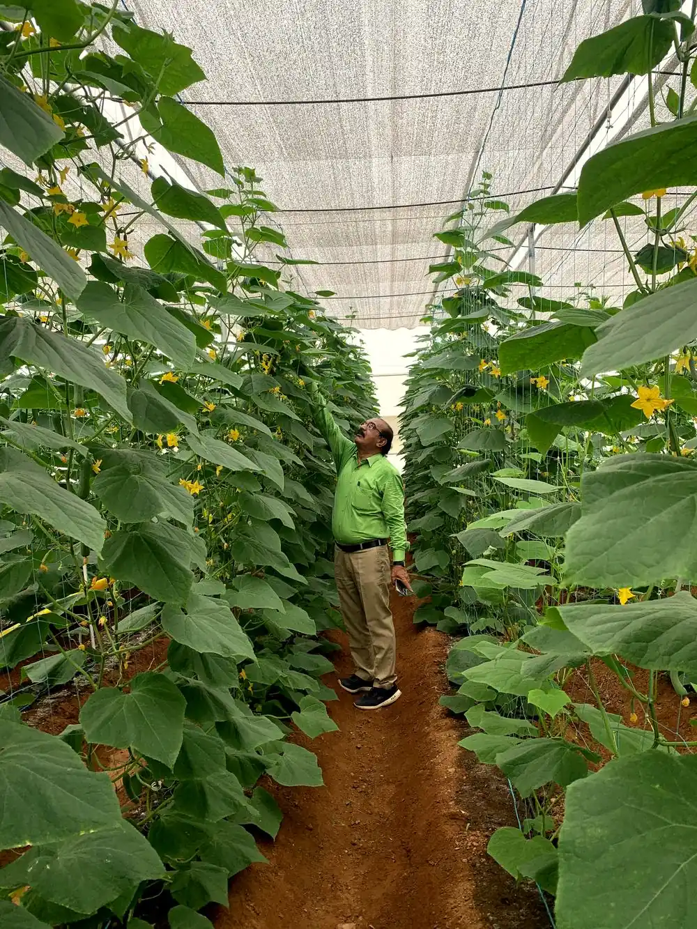 Greenzy team inspecting cucumber crop under trellis