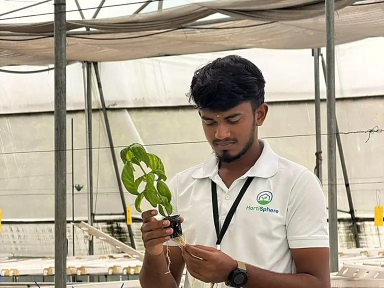 Hortisphere team member inspecting a seedling