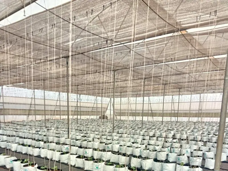 Rows of Hortisphere grow bags on trellis strings