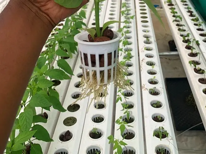Seedling root system inspection on NFT channel