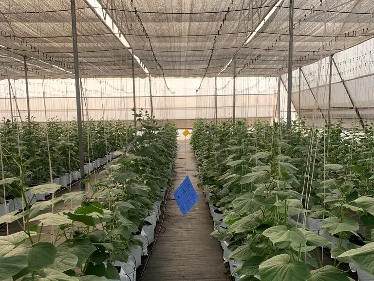 Walkway through cucumber rows leading forward